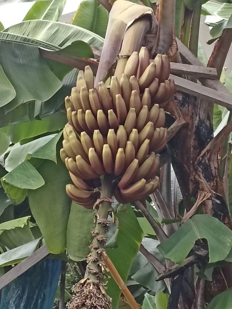 Planta bananeira Vermelha