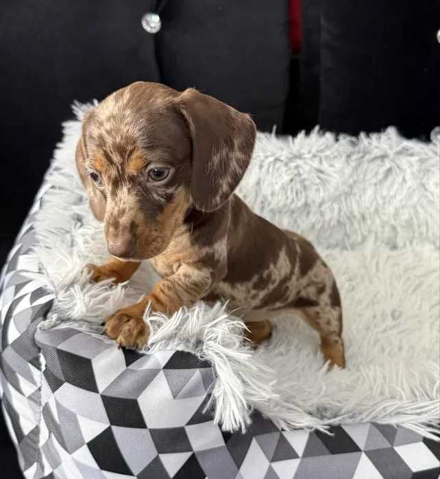 Teckel chocolate merle