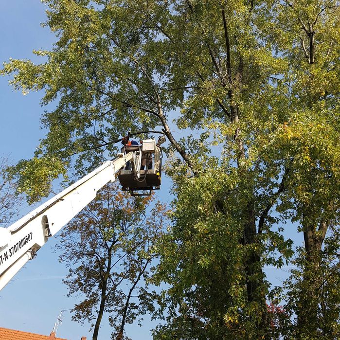 Wycinka drzew, przycinanie Thui i żywopłotów, wywóz ścinek