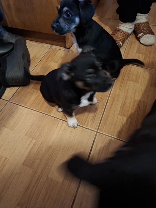 Oddam szczeniaki suczki