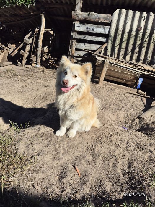 Собака Отдам в хорошие руки