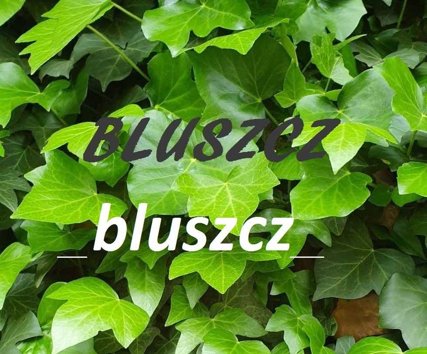 Bluszcz sadzonki 15 szt - wysyłk