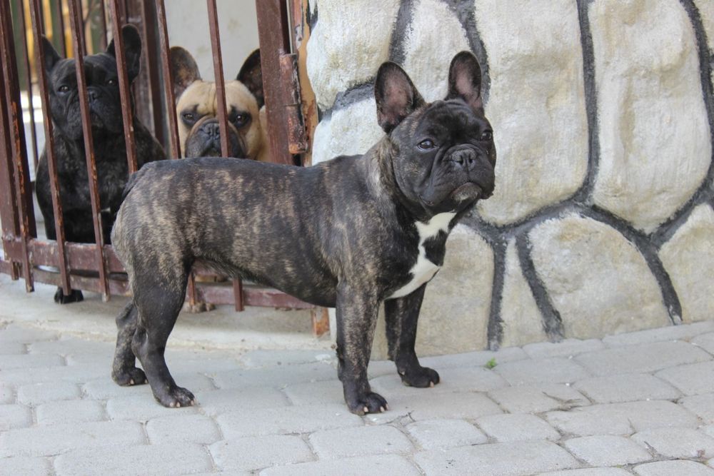 Француженка WKU KKU