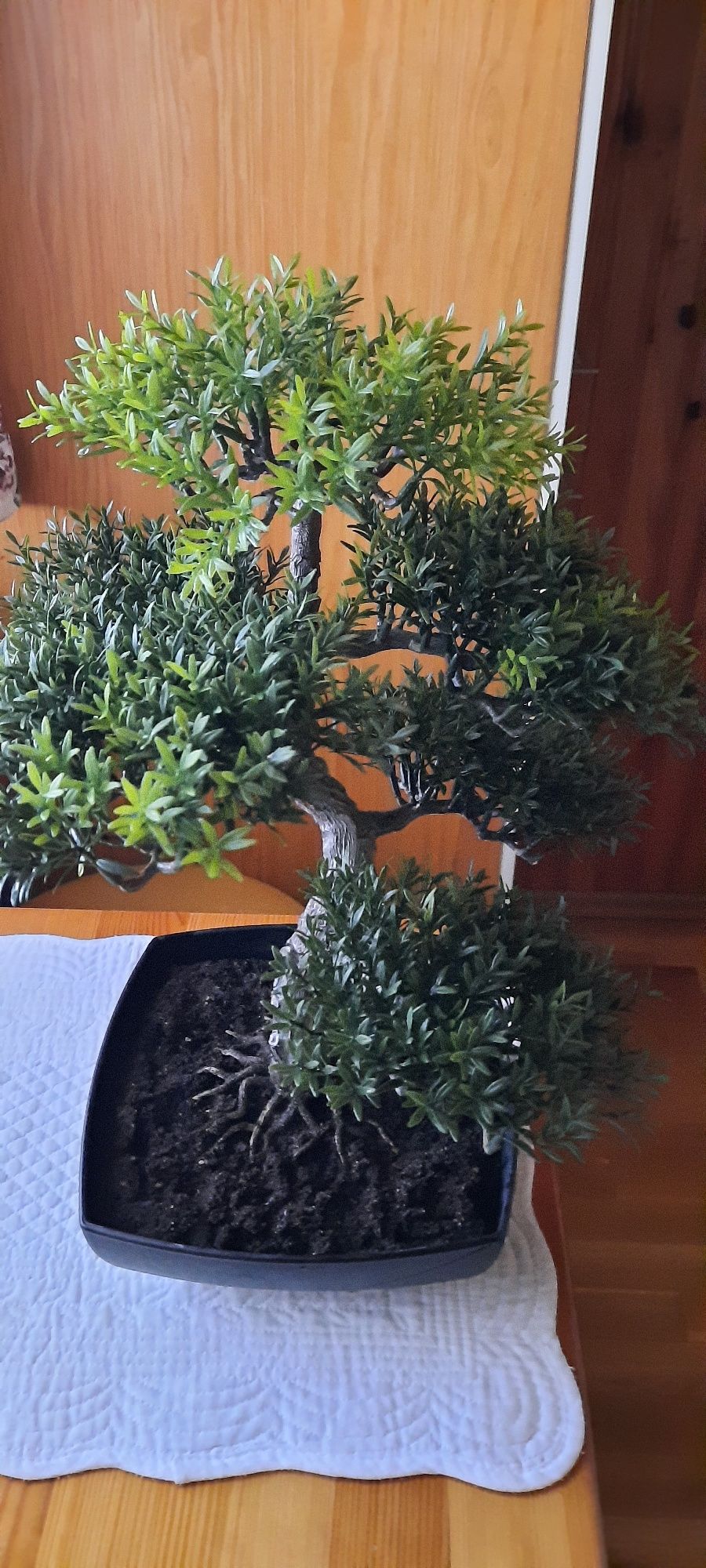 Piekne ozdobne bonsai