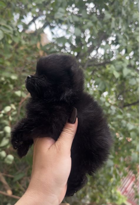 Pomeranian dziewczynka czarna mini