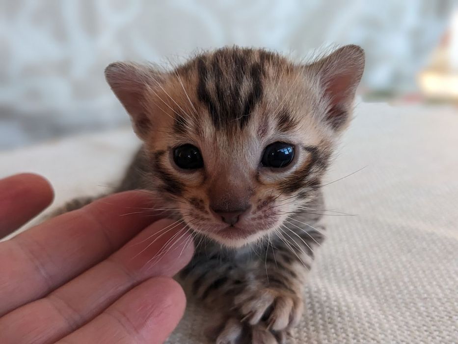 Бенгальські кошенята Елітні