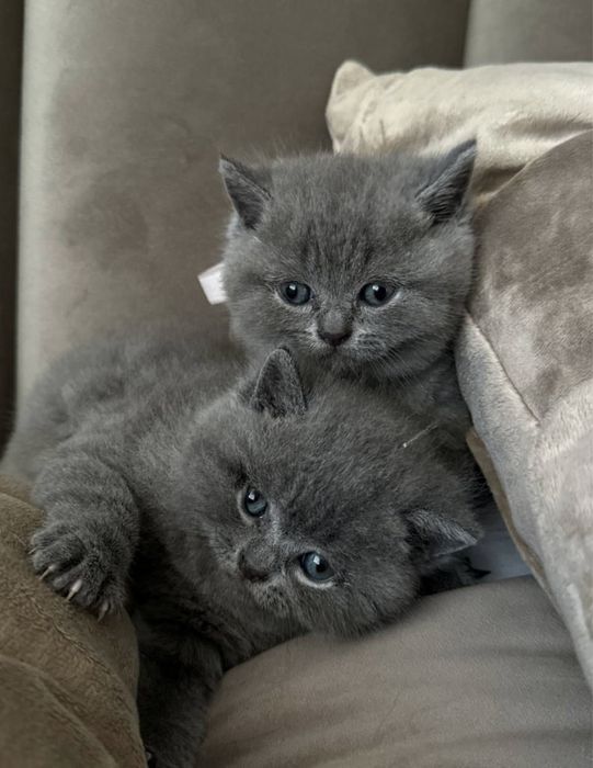 Шикарные британские котята с документами!