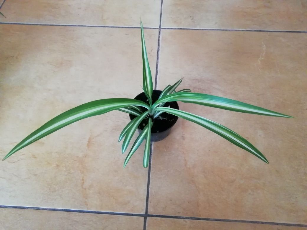 Zielistka chlorophytum 2 odmiany sadzonki ukorzenione