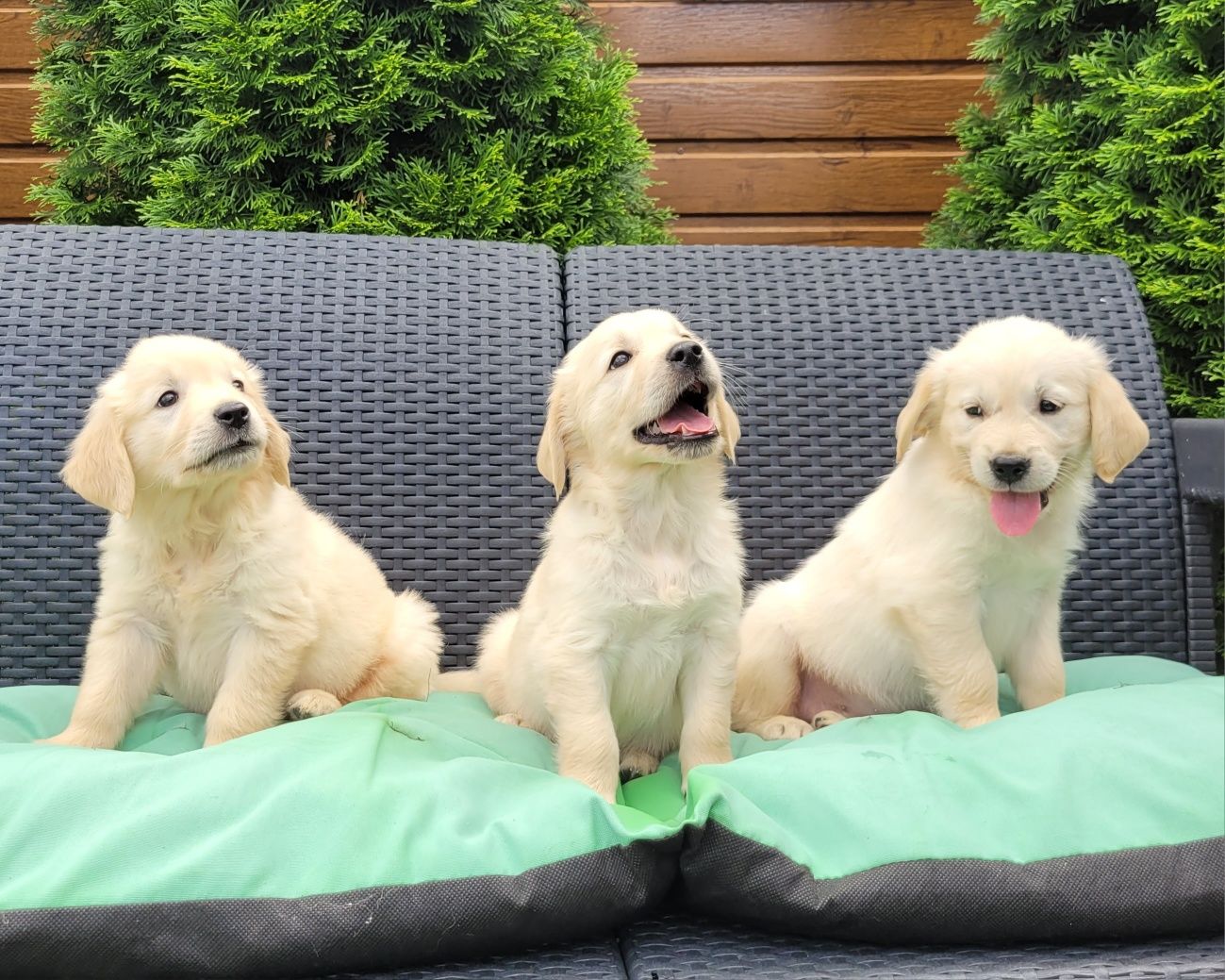 Golden Retriever Szczeniak Piękny