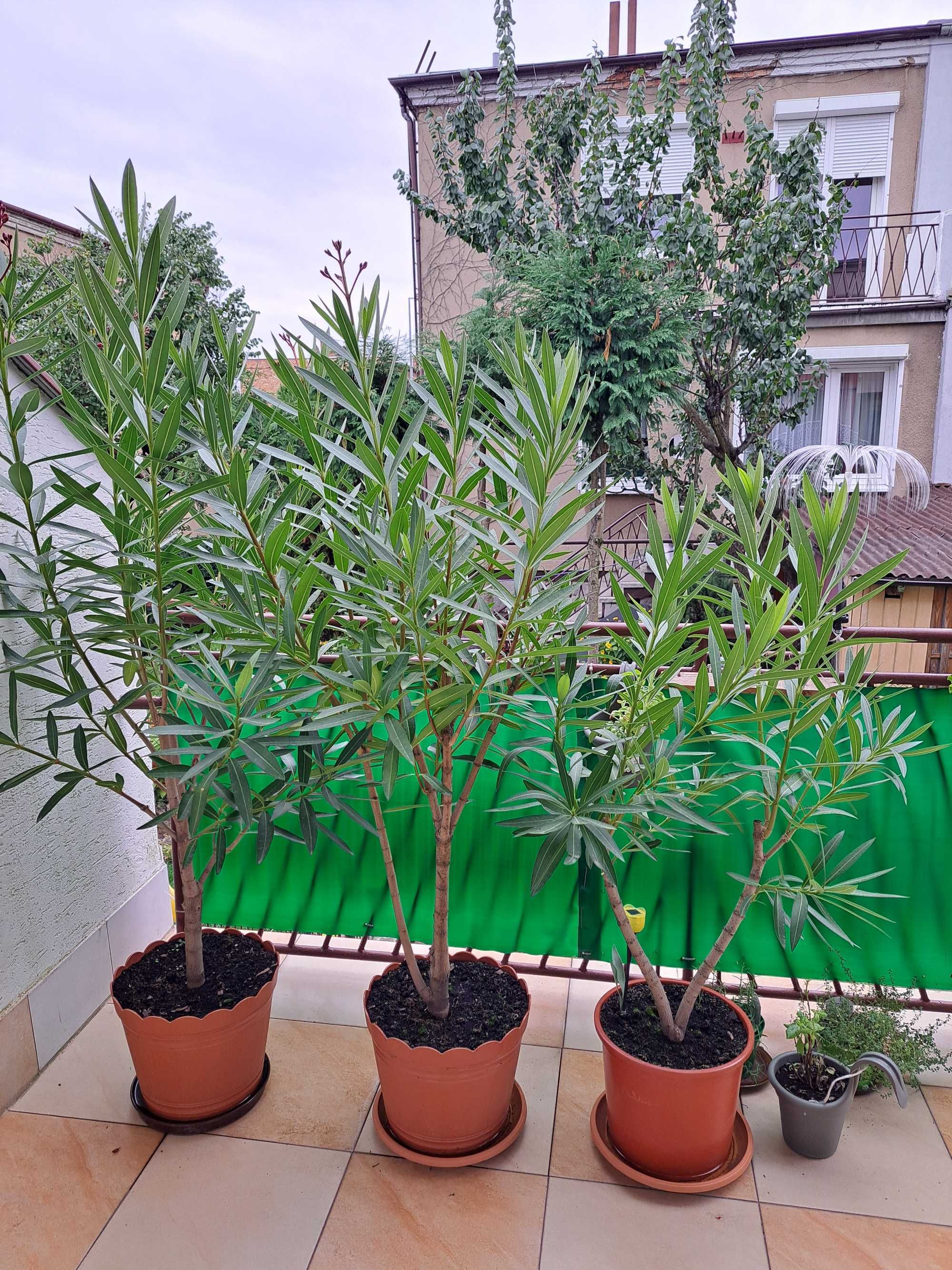 oleander posolity