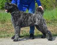 Bouvier des Flandres - rodowód ZKwP(FCI)