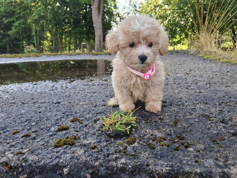 maltipoo szczeniak