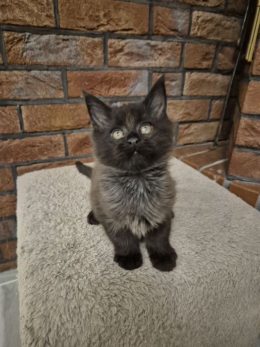 Maine coon czarny kocurek do rezerwacji Odbiór w listopadzie