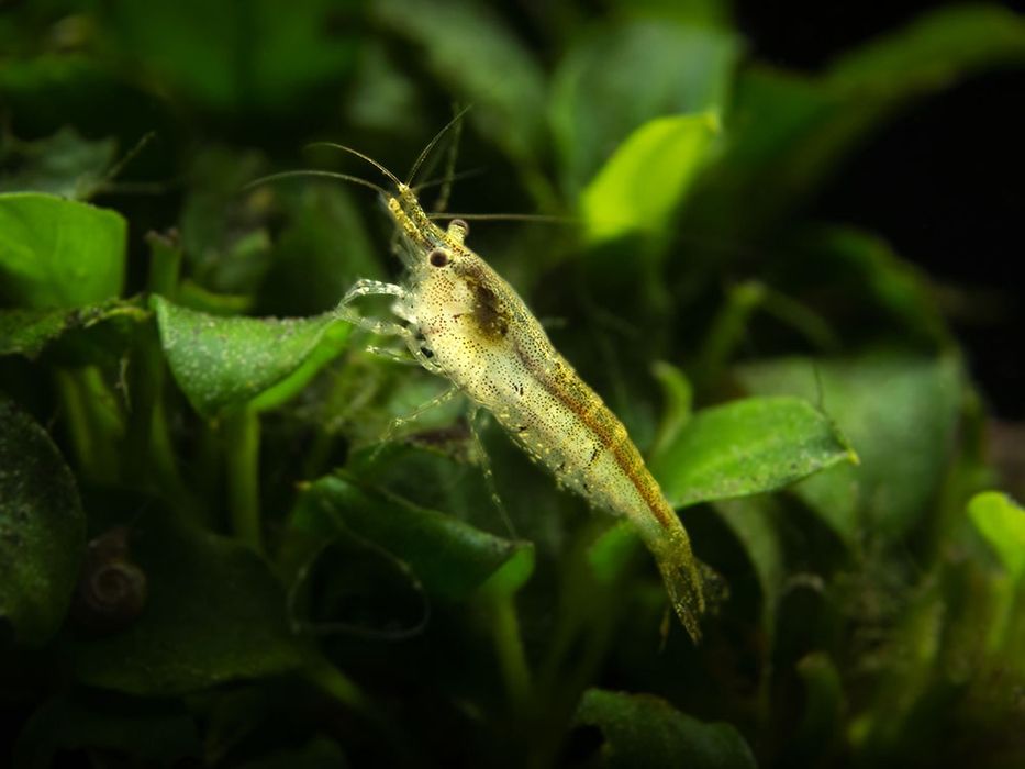 Neocaridina Davidi "wild" - camarões para aquário ou lago