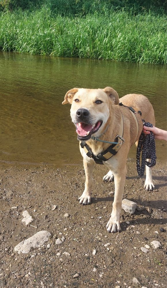 Kochany Jetson do adopcji! Za darmo, do oddania