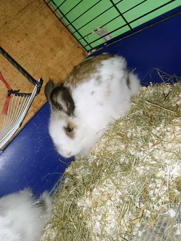 Sprzedam dwa króliki miniaturki wraz z klatką