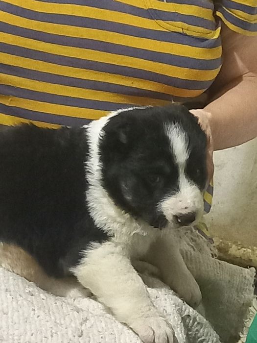 Цуценята САО продам