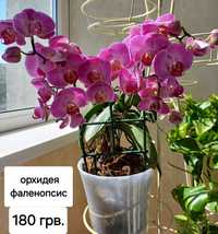 Продам орхидею фаленопсис
