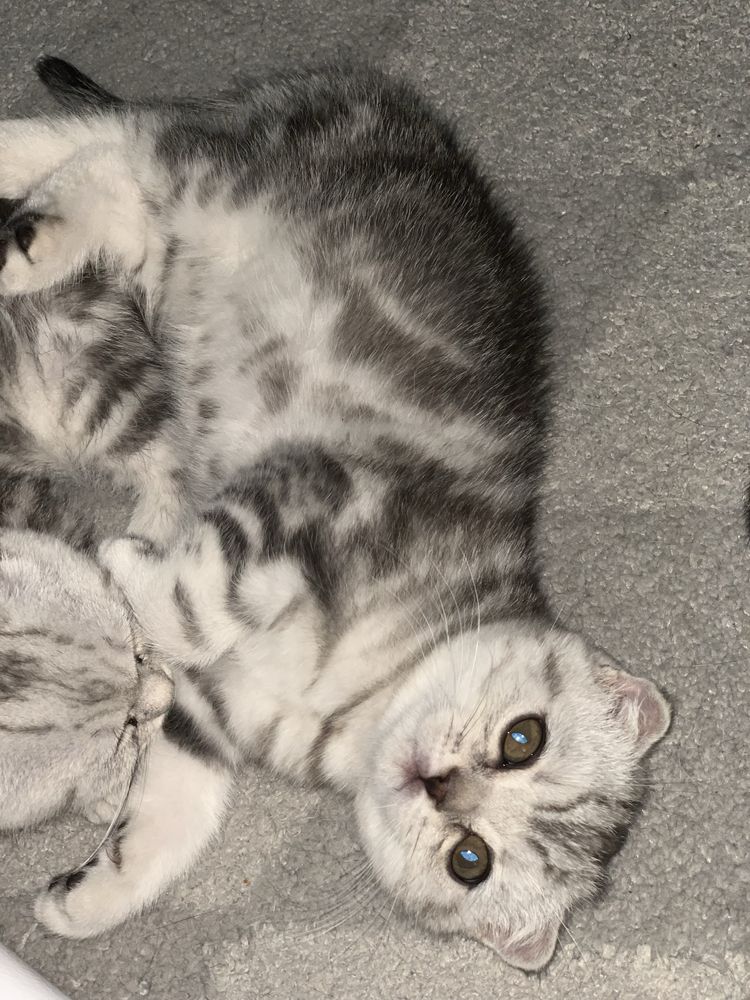 Шотландский вислоухий котик 2 мес