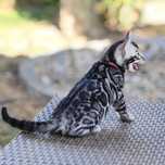 Bengal Silver - descendente linhagem de elite