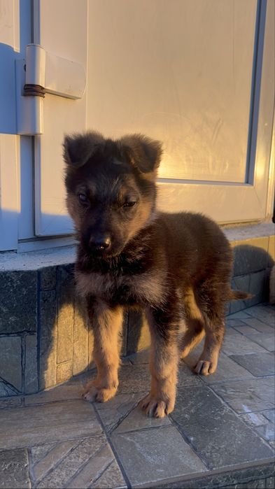 Віддамо безкоштовно цуцика овчара