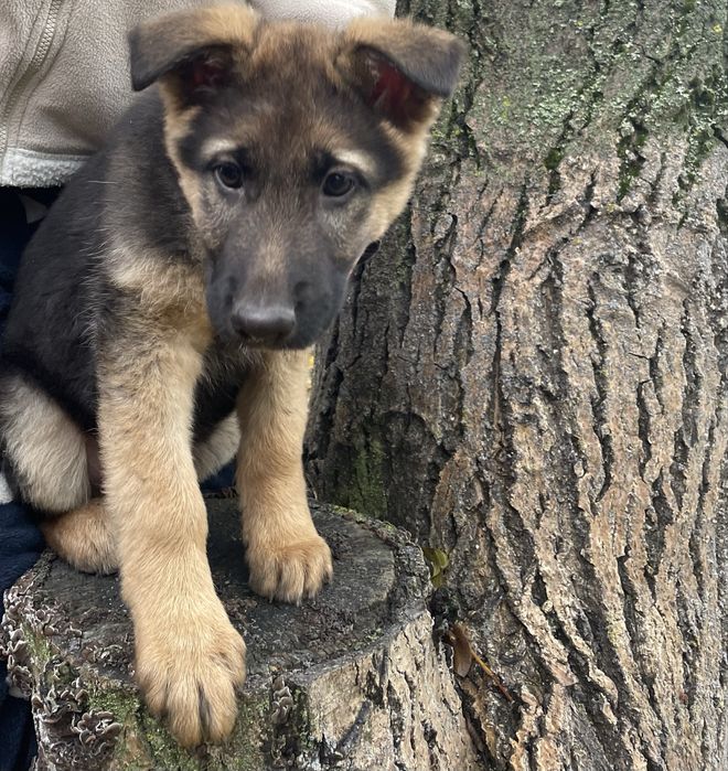 Щенки немецкой овчарки