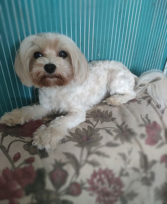 York Yorkshire Terrier Golddust