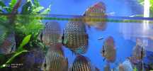 Discus Red Scribblet Varios Tamanhos