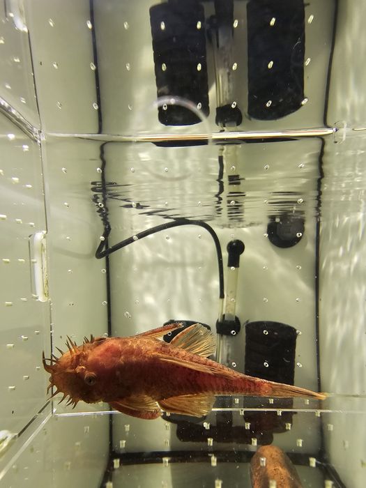 Ancistrus macho 9/9.5 cm