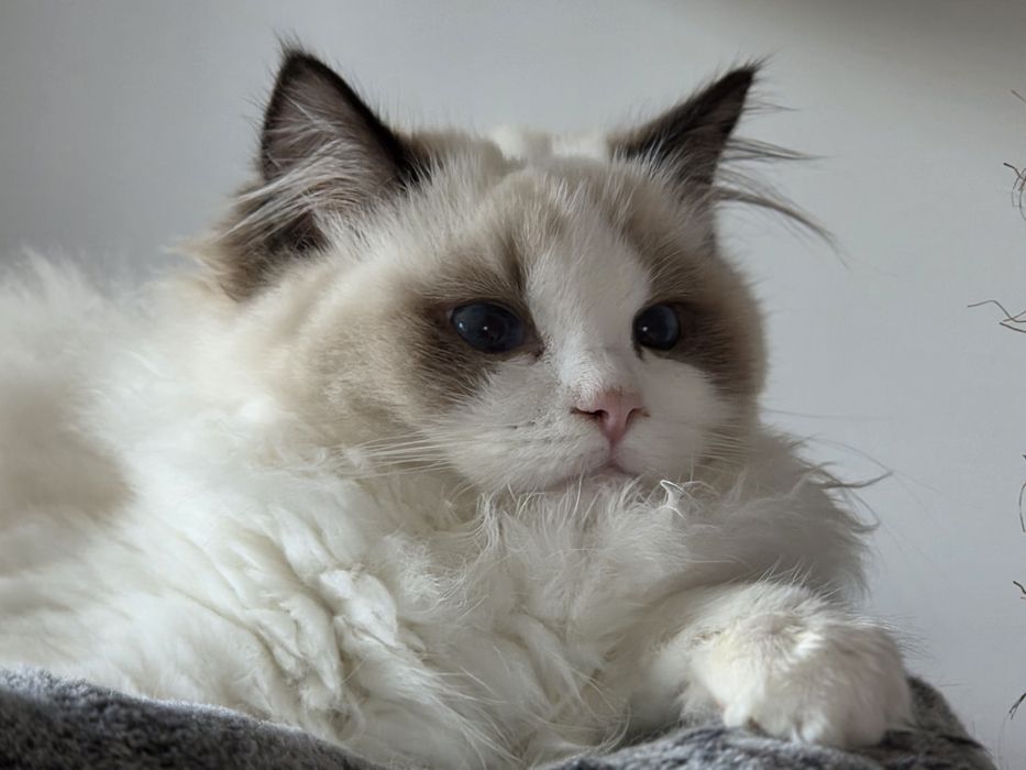 Kotka RAGDOLL rodowód FPL