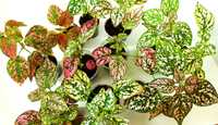 Гіпоестес, ірезіне - яскраві рослини для дому та саду