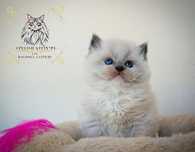 Ragdoll kocur FPL badania genetyczne