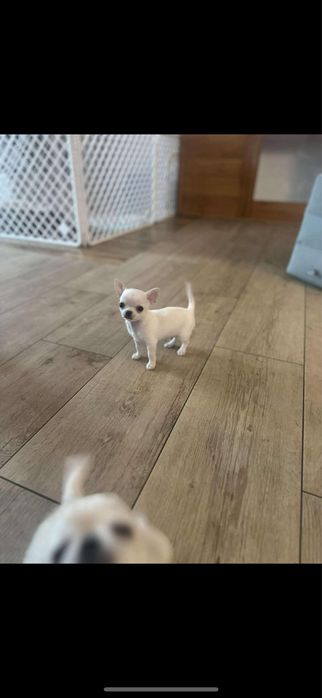 Maleńki chihuachua xs chlopczyk