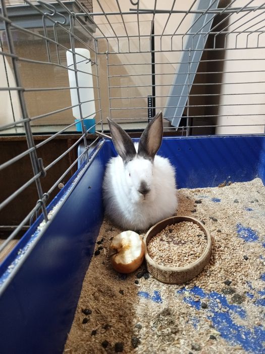 Продам кролика девочка