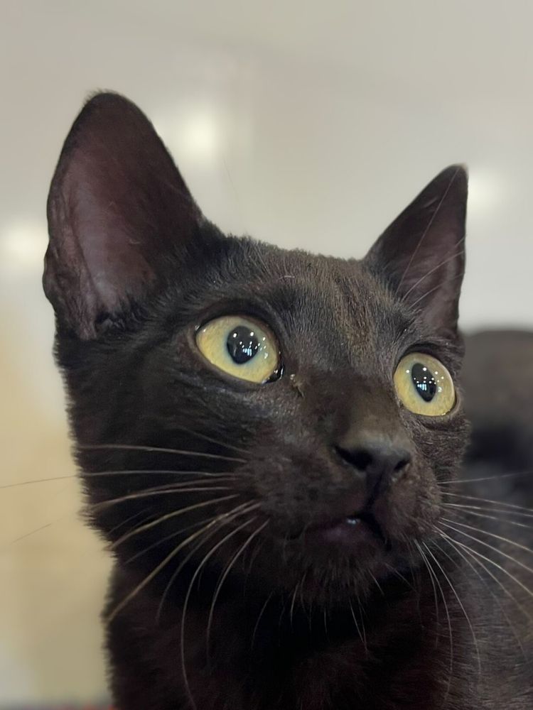 Pantera com 3 meses procura um lar para a vida