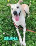 Młoda suczka Selena szuka domu