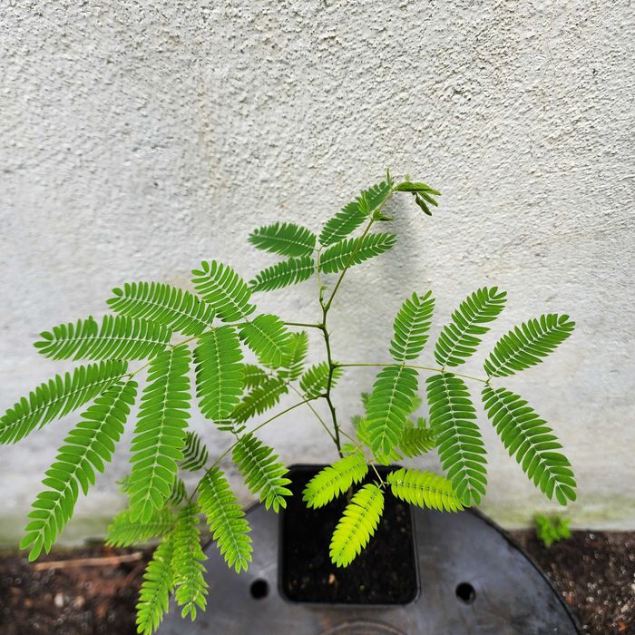 4 SZT. Albizia – Jedwabne drzewko – Rośliny egzotyczne