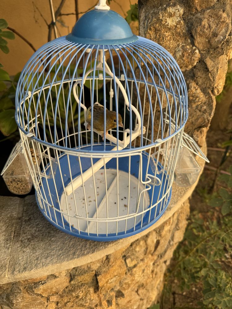 Vendo canario cantador com gaiola