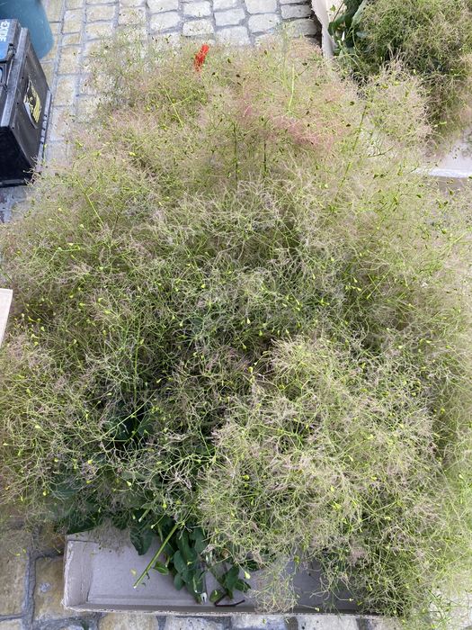 Скумпия ( котинус) для флористов.