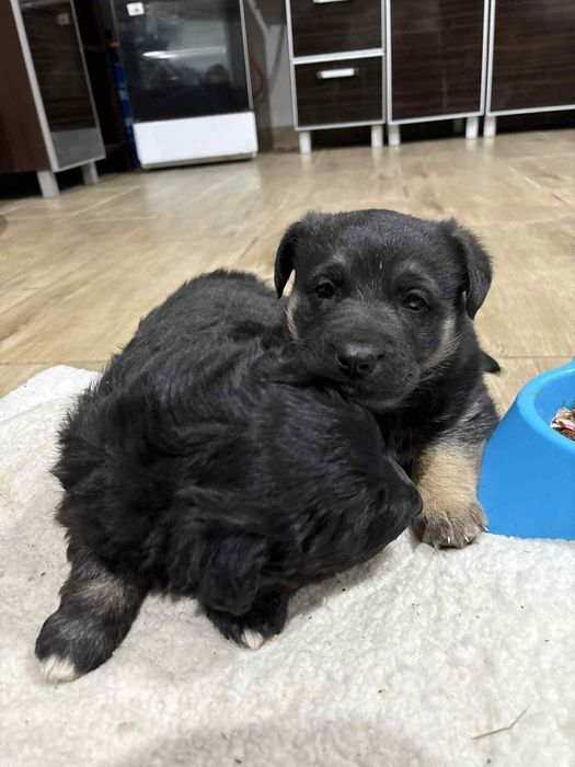 Oddam szczeniaki w dobre ręce