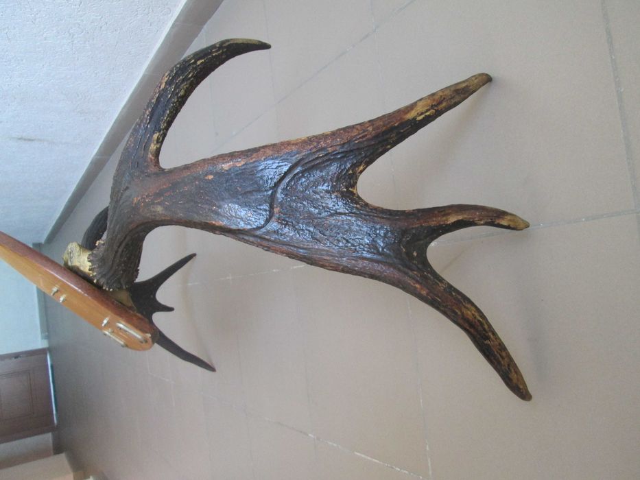 Роги оленячі декоративні (по 4-и відростки) Настінні, 100 х 60 см