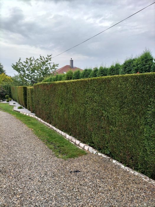 Przycinanie tui,krzewów i żywopłotów. Koszenie trawy .