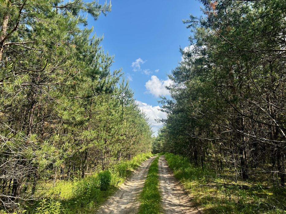 Велика земельна ділянка пай з лісом 16.37 га в Рівненській обл.