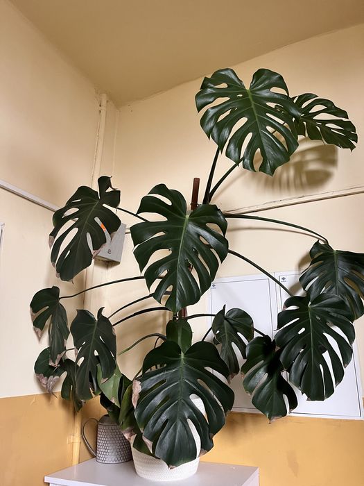 Monstera kwiat duży