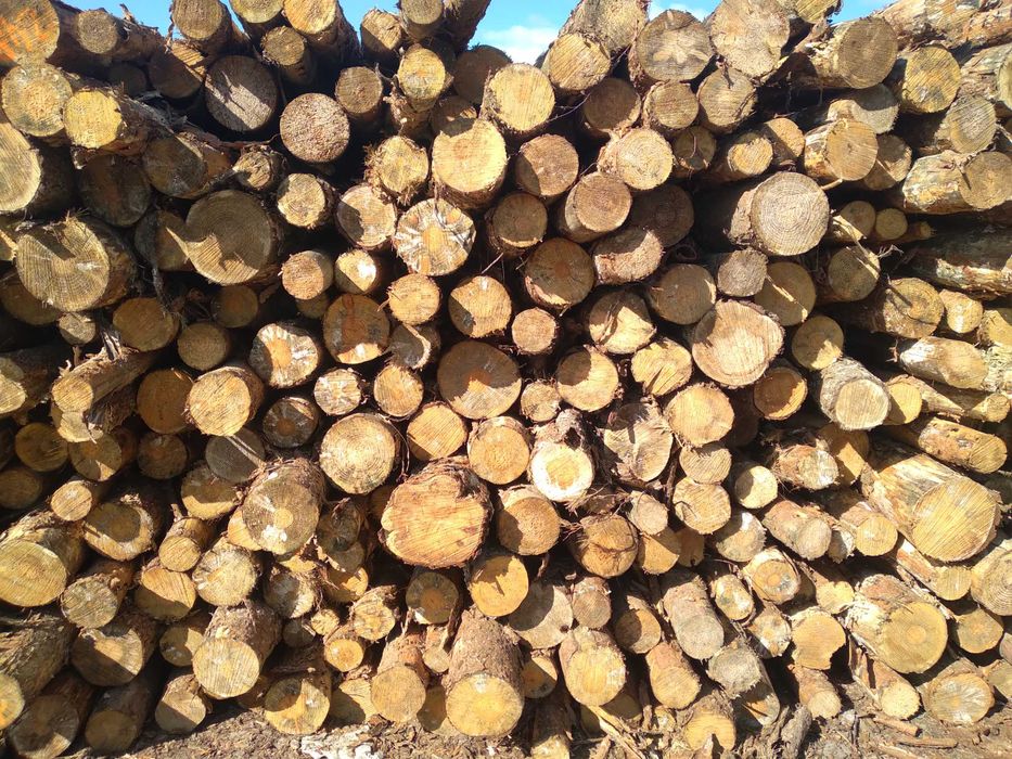 Drewno papierówka S2A wałki opałowe