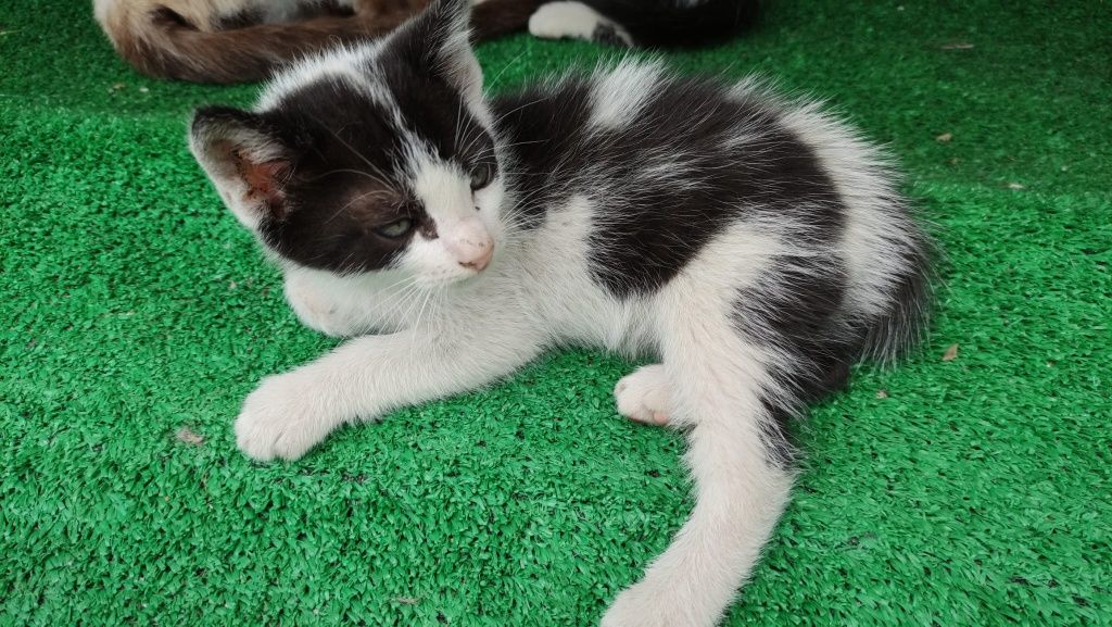 Gatinhos para dar