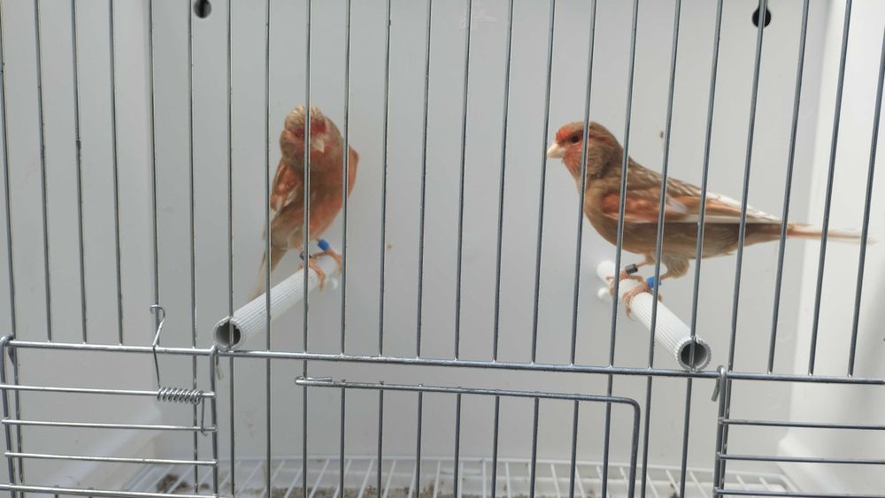 Canários pheos vermelho mosaico