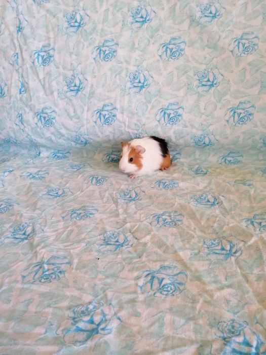 Świnka morska kawia domowa