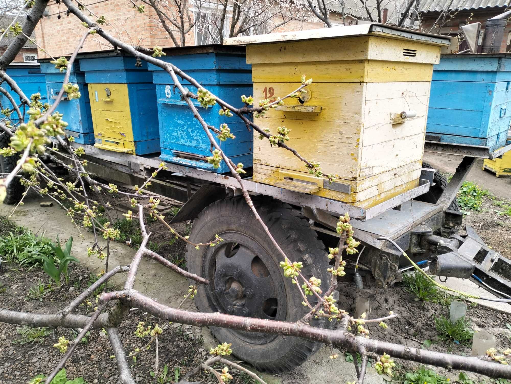 продаються бджолосім'ї породи українська степова