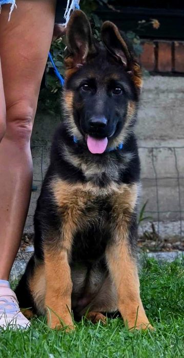 Owczarek niemiecki krótkowłosy